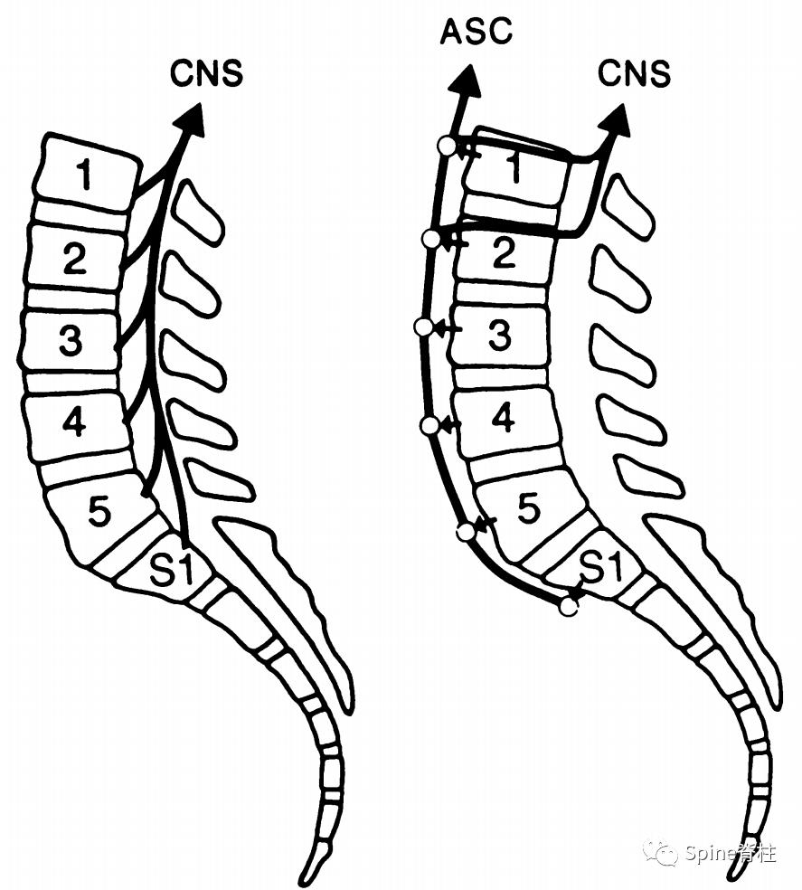 脊柱神经支配疼痛区域,脊柱神经支配的脏腑