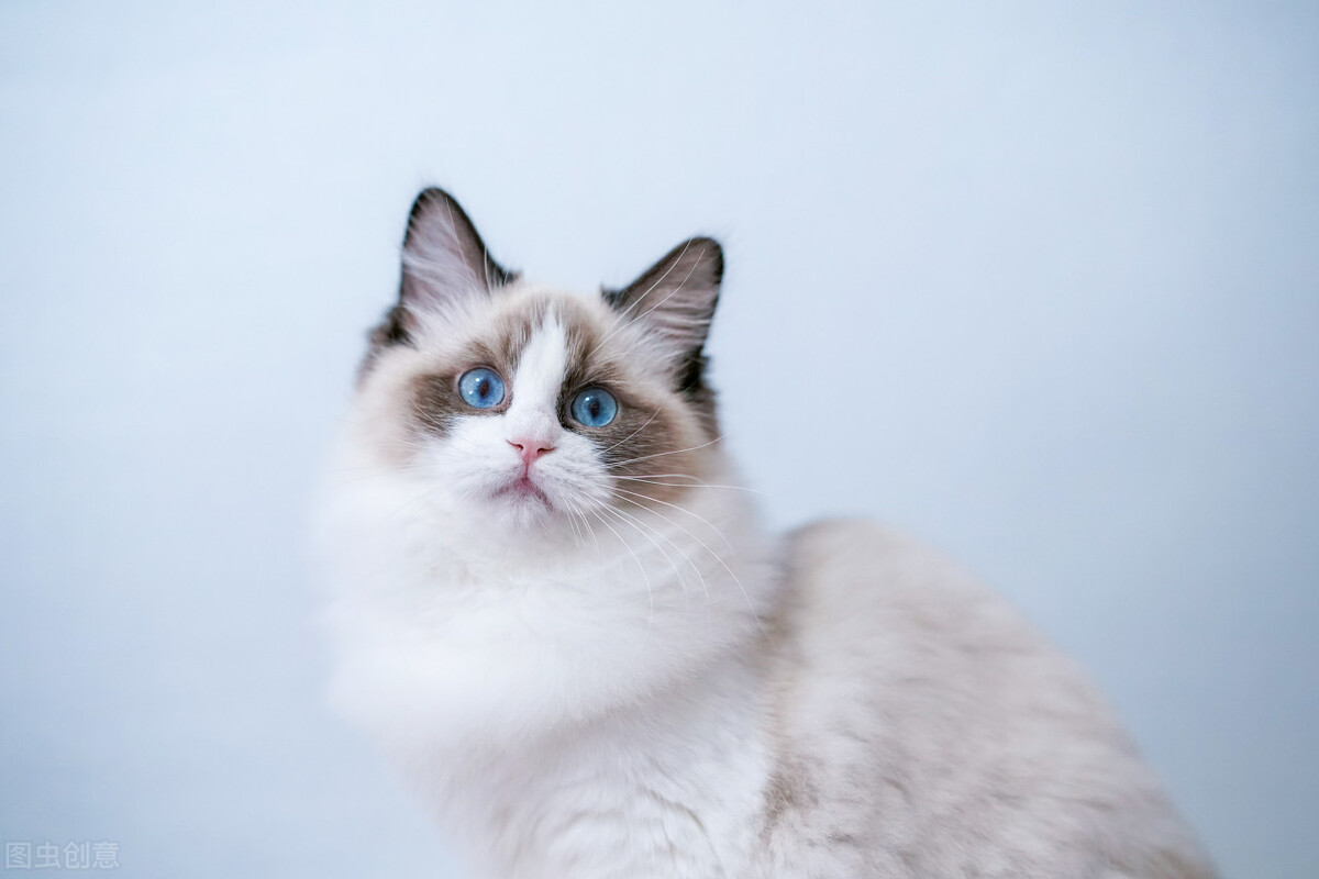 两个月大的猫咪拉稀怎么办,两个多月的猫咪拉稀什么原因