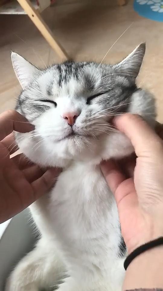 猫咪最喜欢抚摸它的什么部位,猫咪比较喜欢抚摸身体的哪些部位