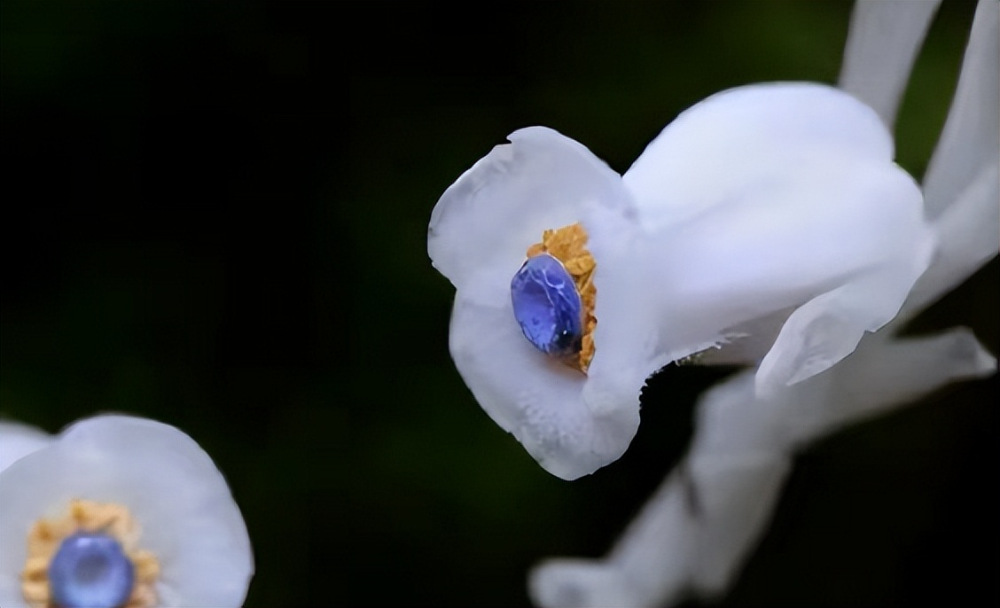 冥界之花为什么叫起死回生的仙草,大量出现冥界之花的预兆