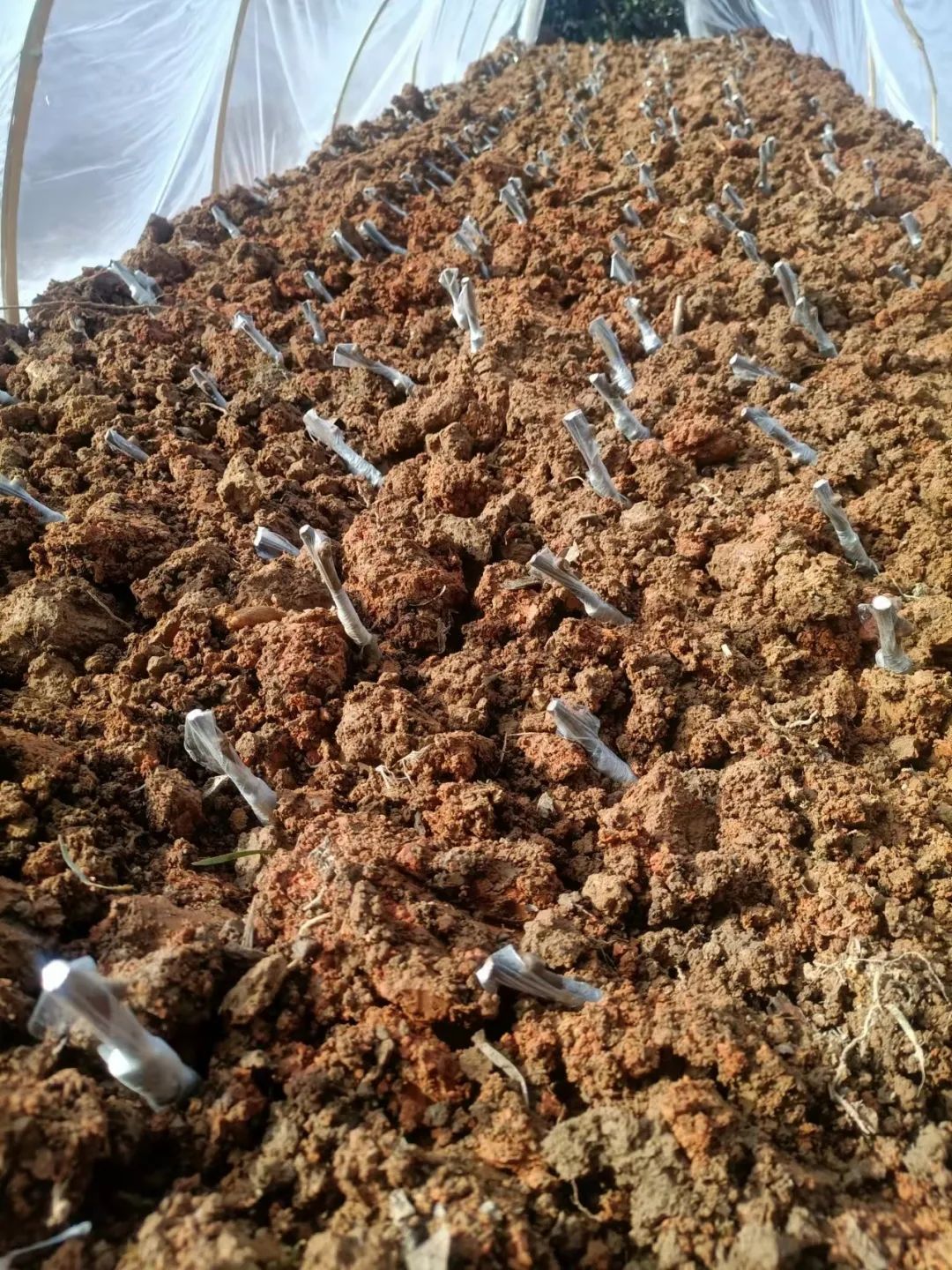 五峰：【乡村振兴】“猕”生情缘，家门口的致富经！