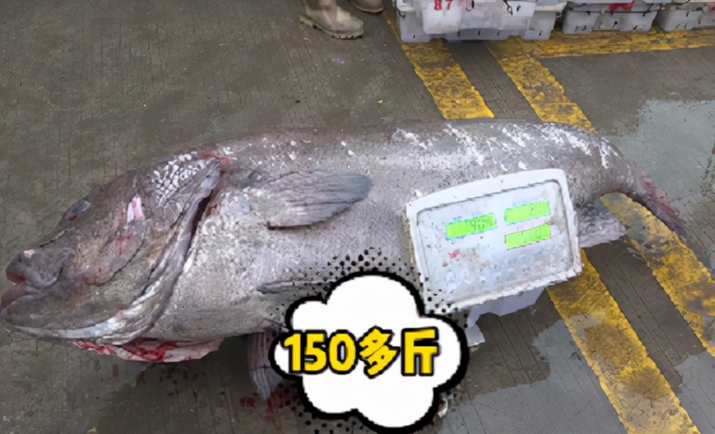 渔民捕获240斤重石斑鱼,渔民出海捕到4000斤石斑鱼