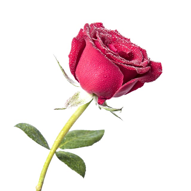 她对我说:“若想通了,情人节那天,你就送我一束红玫瑰!”