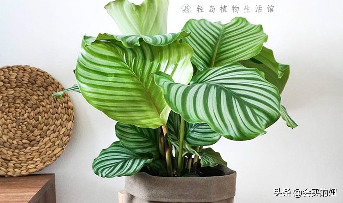 好看又便宜的绿植店铺,什么小绿植好养又适合店铺