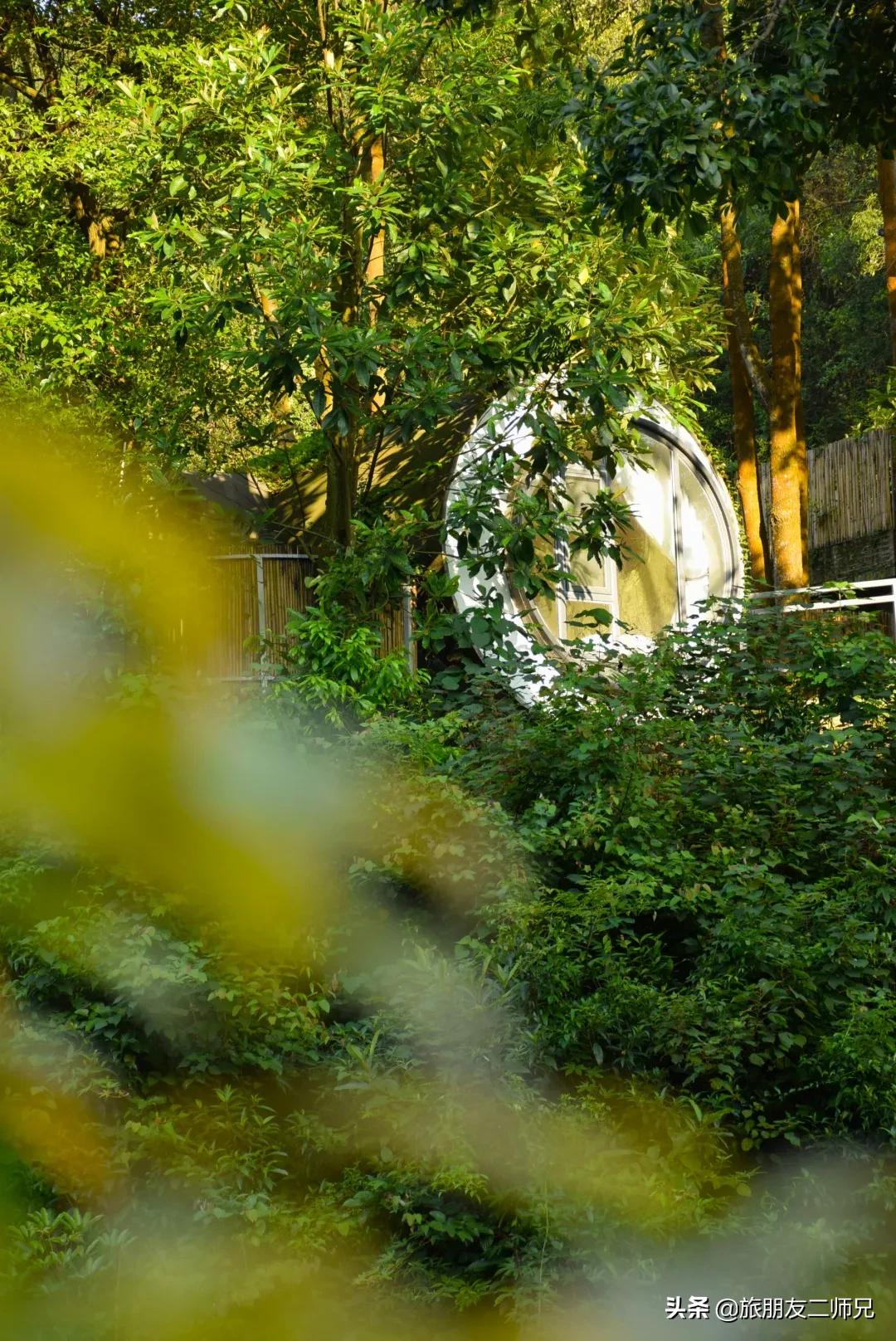 广州花都梯田油菜花,广州徒步赏油菜花路线