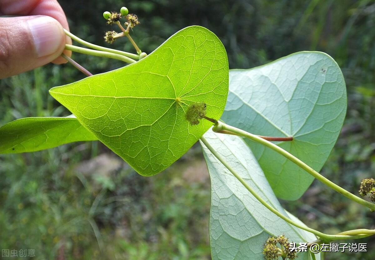 新冠“克星”药物已找到？效果优于瑞德西韦？千金藤素是什么药物