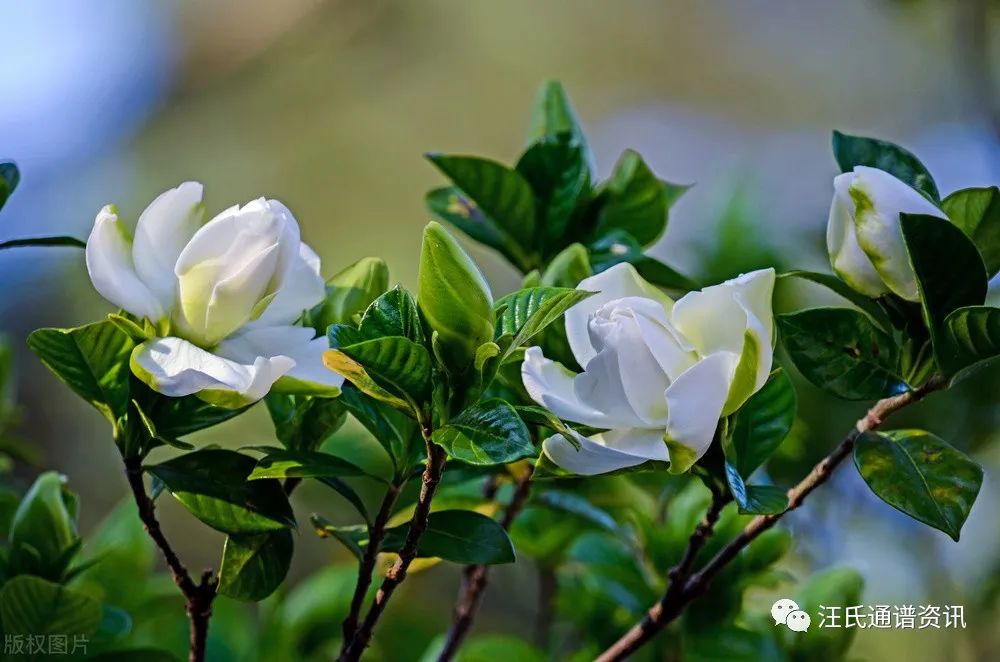 汪氏宗谱大全集,汪氏艺文