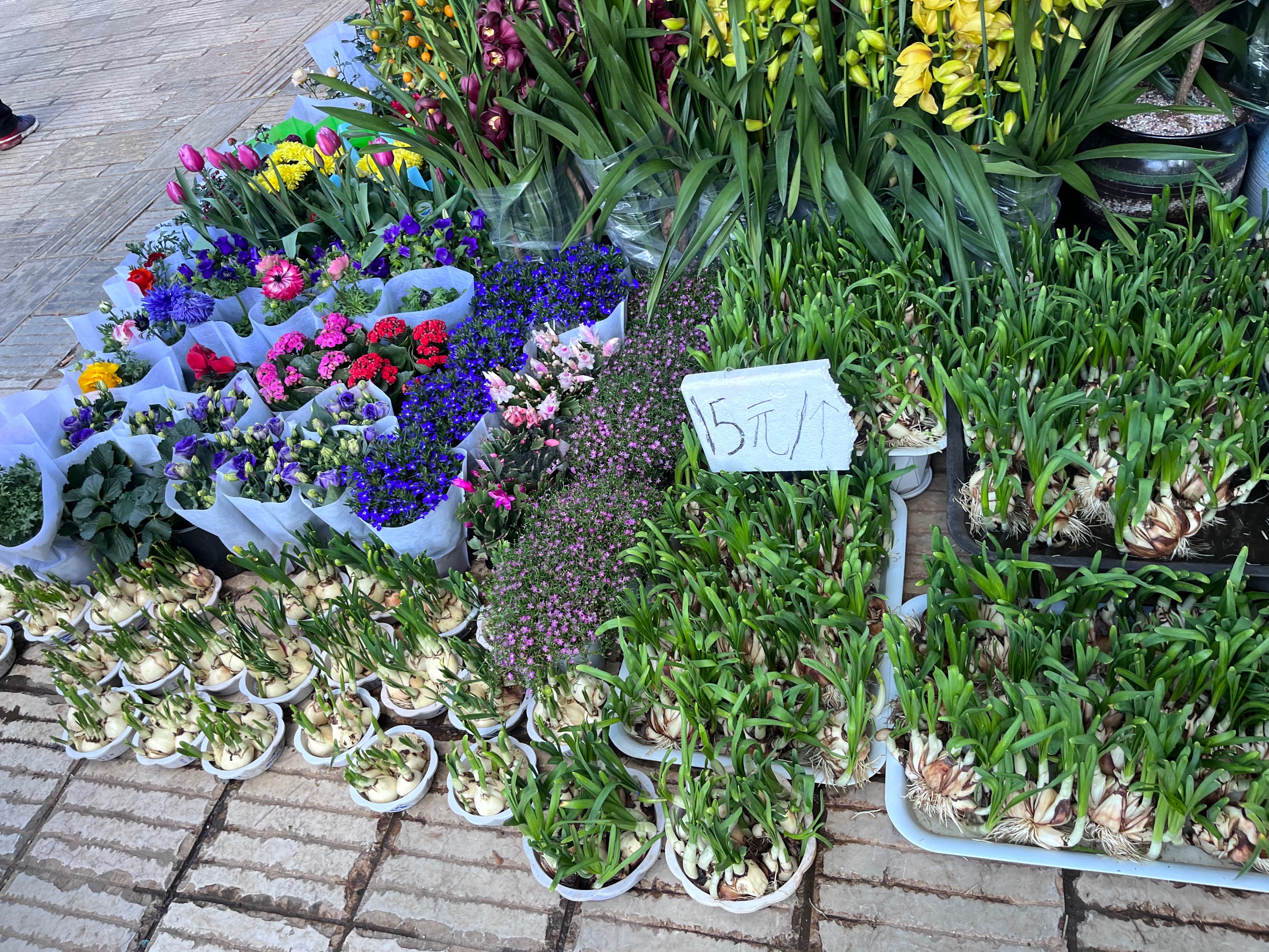 昆明花市今日花价,昆明花卉批发市场年宵花