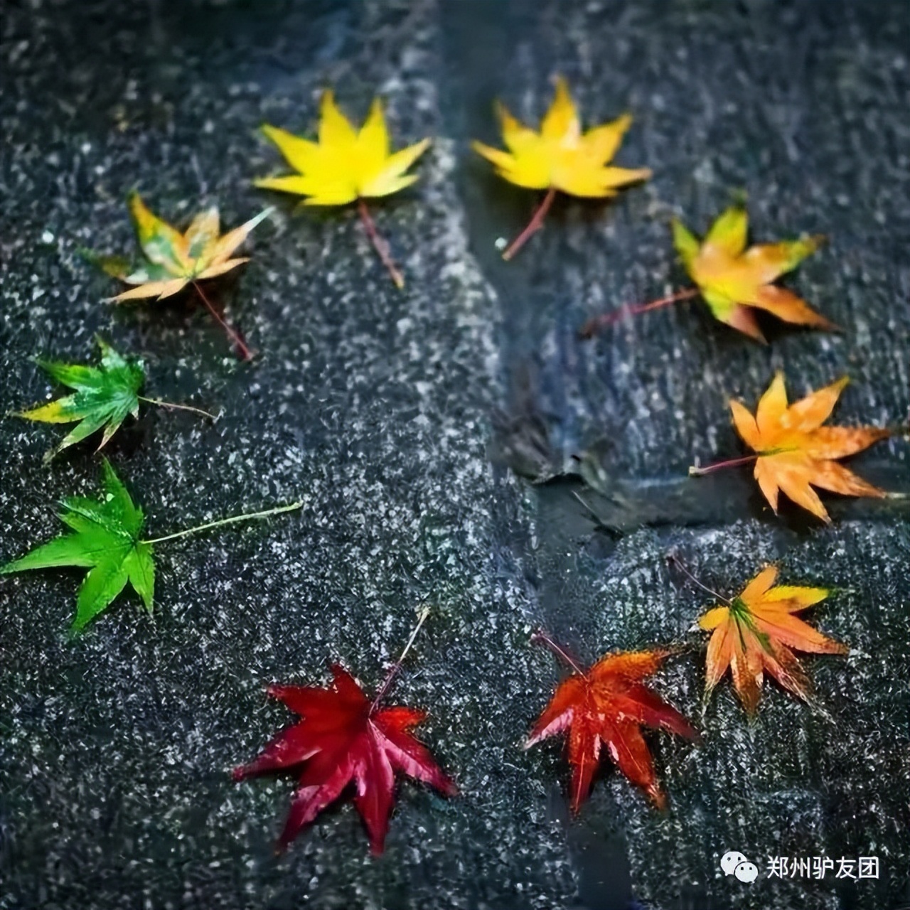 郑州最近赏红叶最佳的地方,靳家岭红叶和长寿山红叶哪个好看