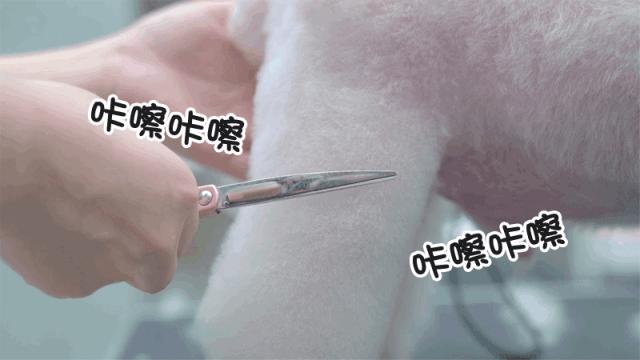 养比熊需要注意什么问题,养比熊要注意什么问题