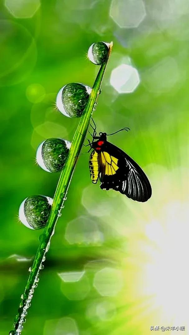 最美的手机壁纸大全,养眼养心的壁纸