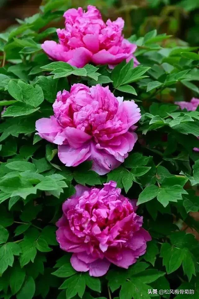 花儿朵朵开，香艳惹人爱，闻香觅花来，弄花香满衣