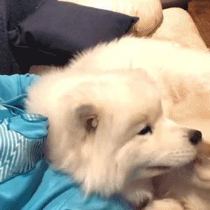 萨摩耶串串幼犬怎么挑选,萨摩耶如何判断是不是串串