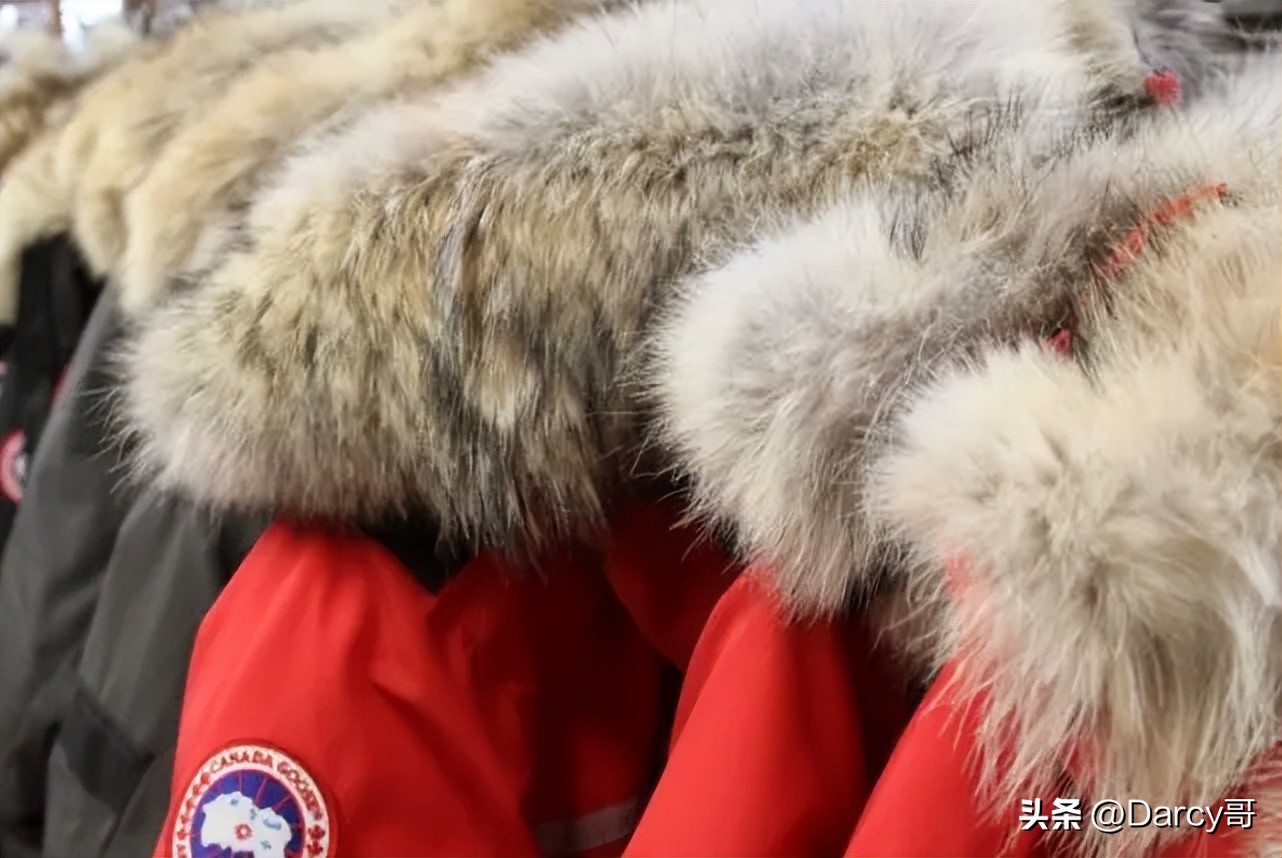 加拿大鹅事件背后的傲慢与偏见,加拿大鹅和北面哪个更烂大街