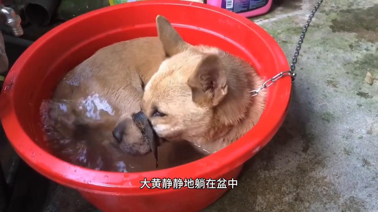 狗狗脖子被铁链深深勒住好心救援,狗狗脖子被铁丝缠住救助