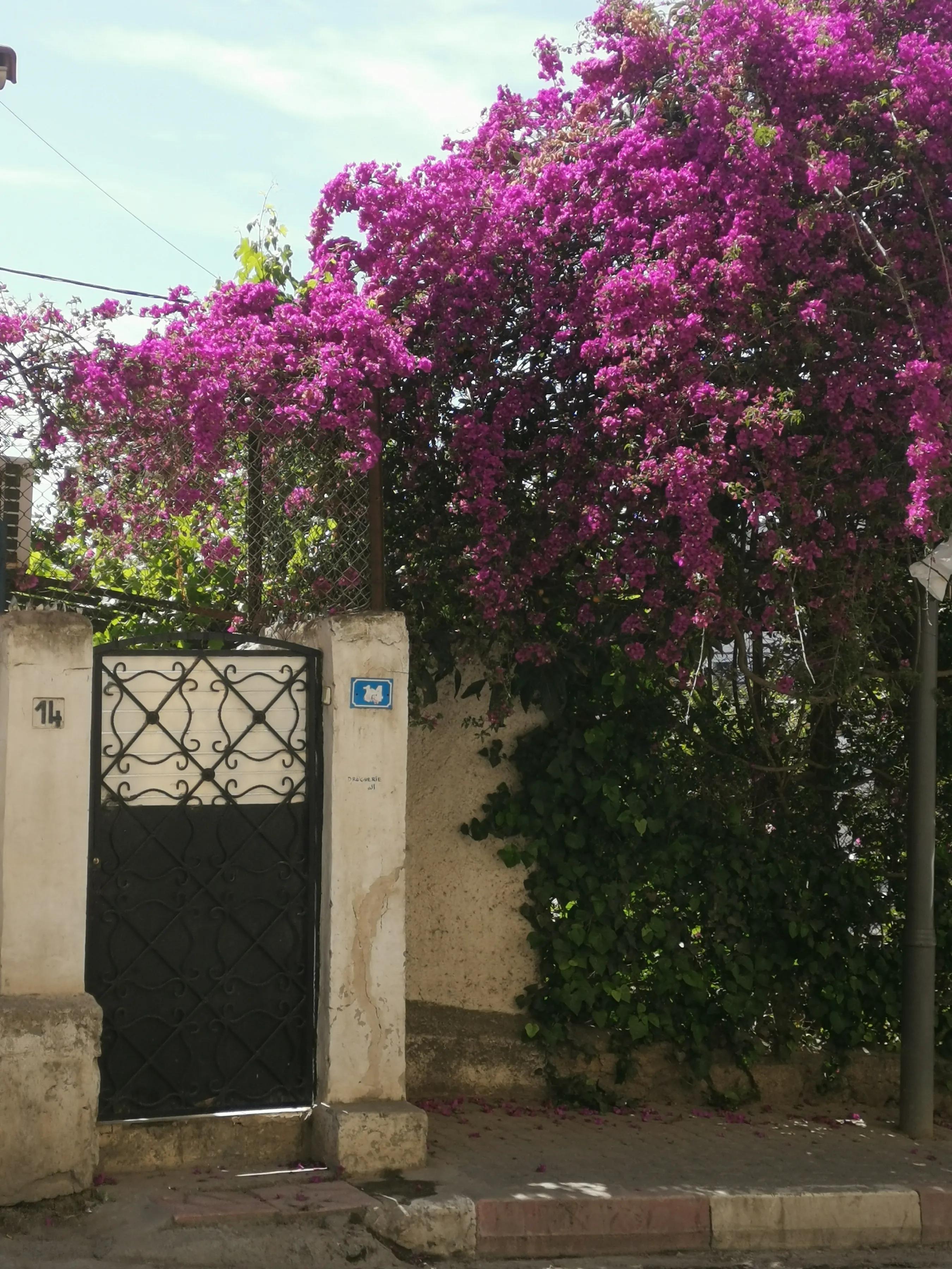 阿尔及利亚可以这样美