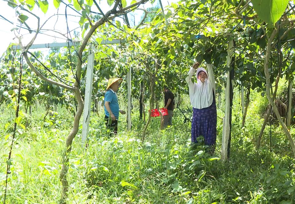 质优价高效益好！圣井山上的“超级水果”奇异莓上市