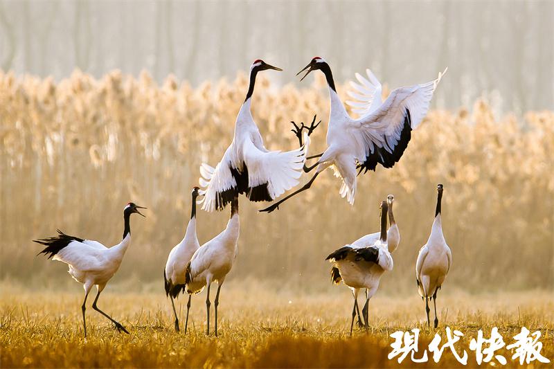 观察丨站上江苏第一等次，“大块头”盐城何以成为“优等生”