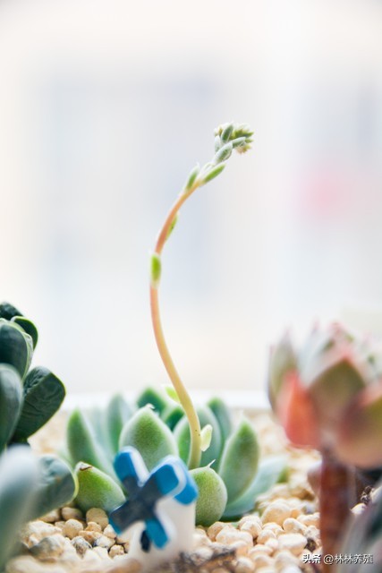 多肉植物发芽后怎么办,多肉植物发芽