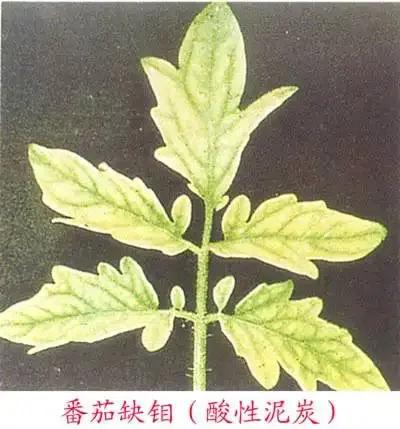 土壤缺钼怎么办,植物缺少钼元素会有什么结果