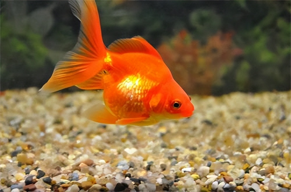 新手养金鱼不养死金鱼的方法,怎么养金鱼金鱼才不会死