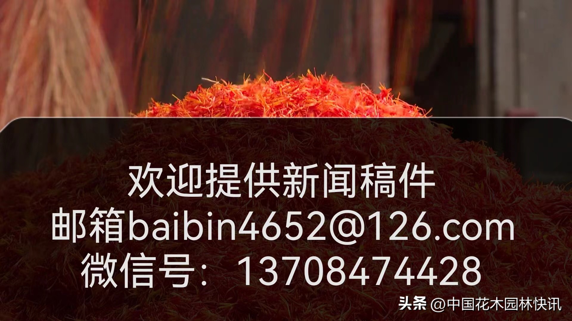 青岛樱桃谷樱花,青岛大崂樱花谷单樱