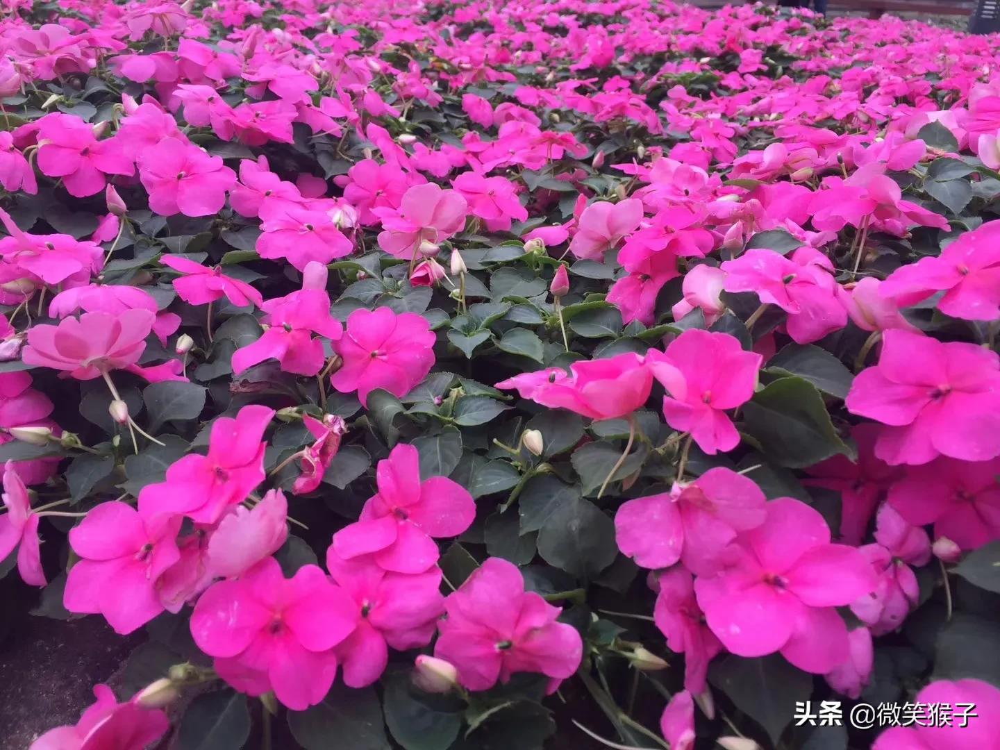 城市里的氧吧，广州番禺莲花山风景区