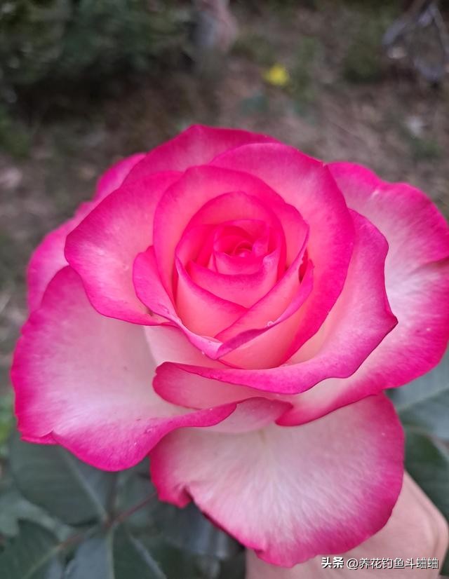 玫瑰一直不长,玫瑰花不开花什么原因