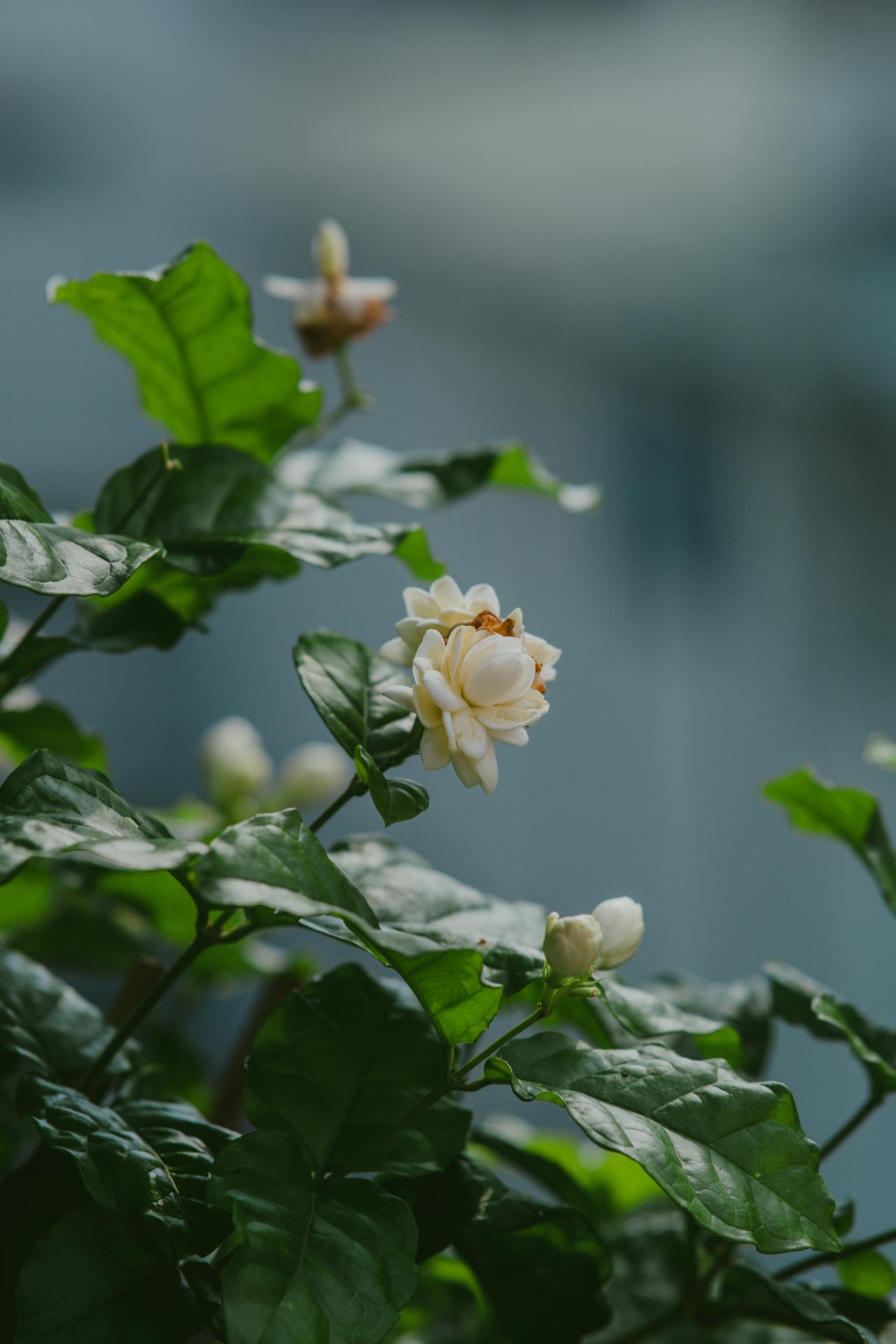金木水火土对应的茶,茶包含了金木水火土