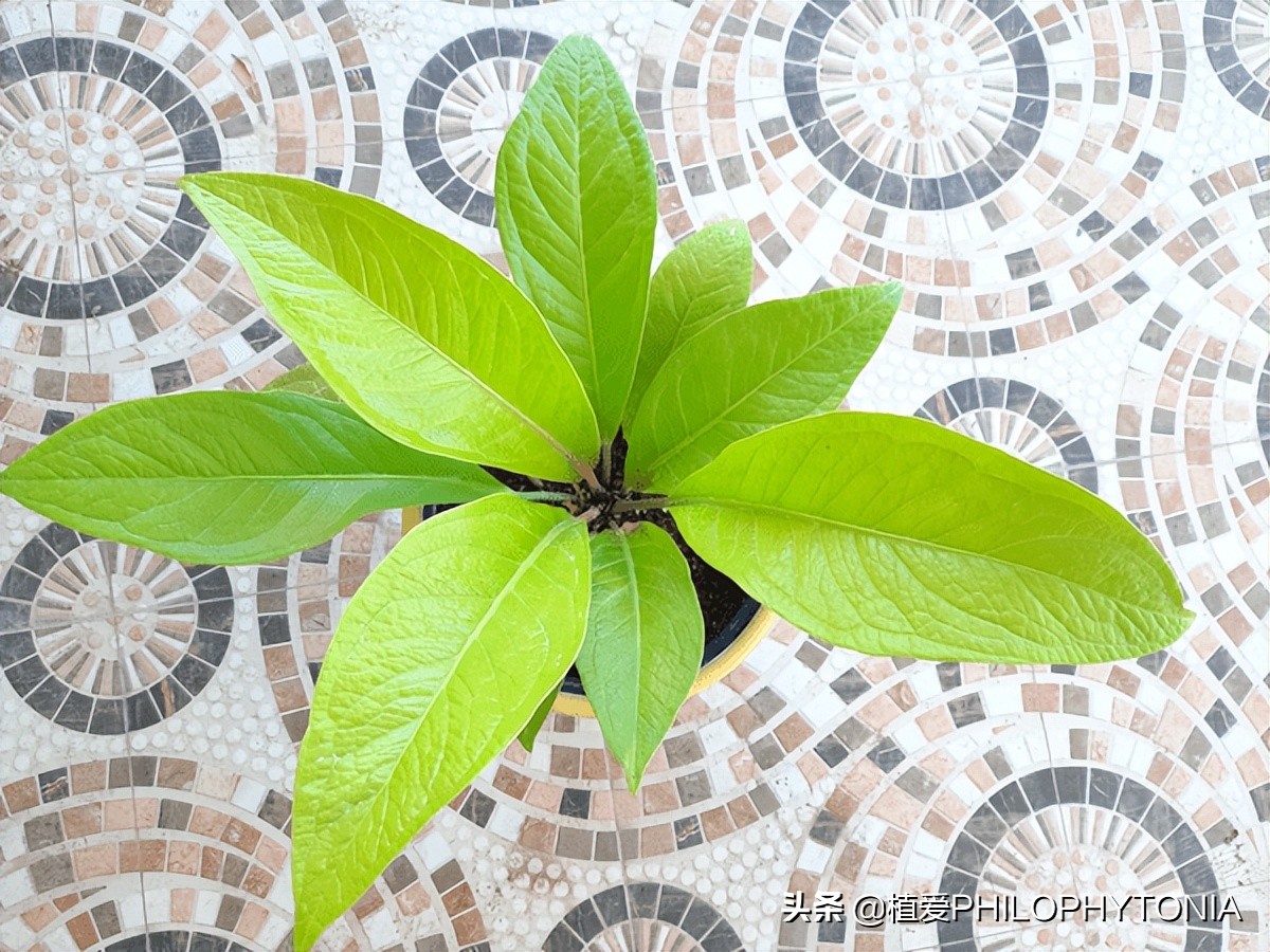 花境常绿植物推荐,室内大型开花植物推荐