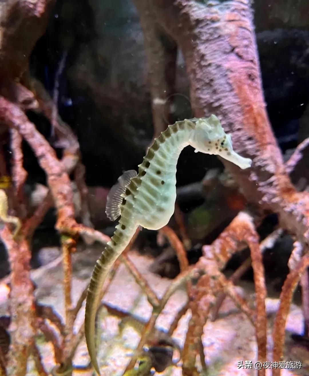 长风海洋世界和水族馆哪个好玩,上海长风海洋水族馆