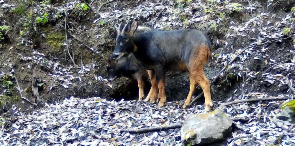 湖北的神兽九头鸟,湖北出现多只神兽天马