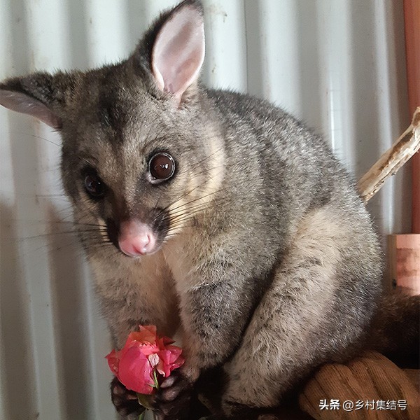 新西兰格伦诺基动物体验农场:一家以动物体验为主题的特色农场