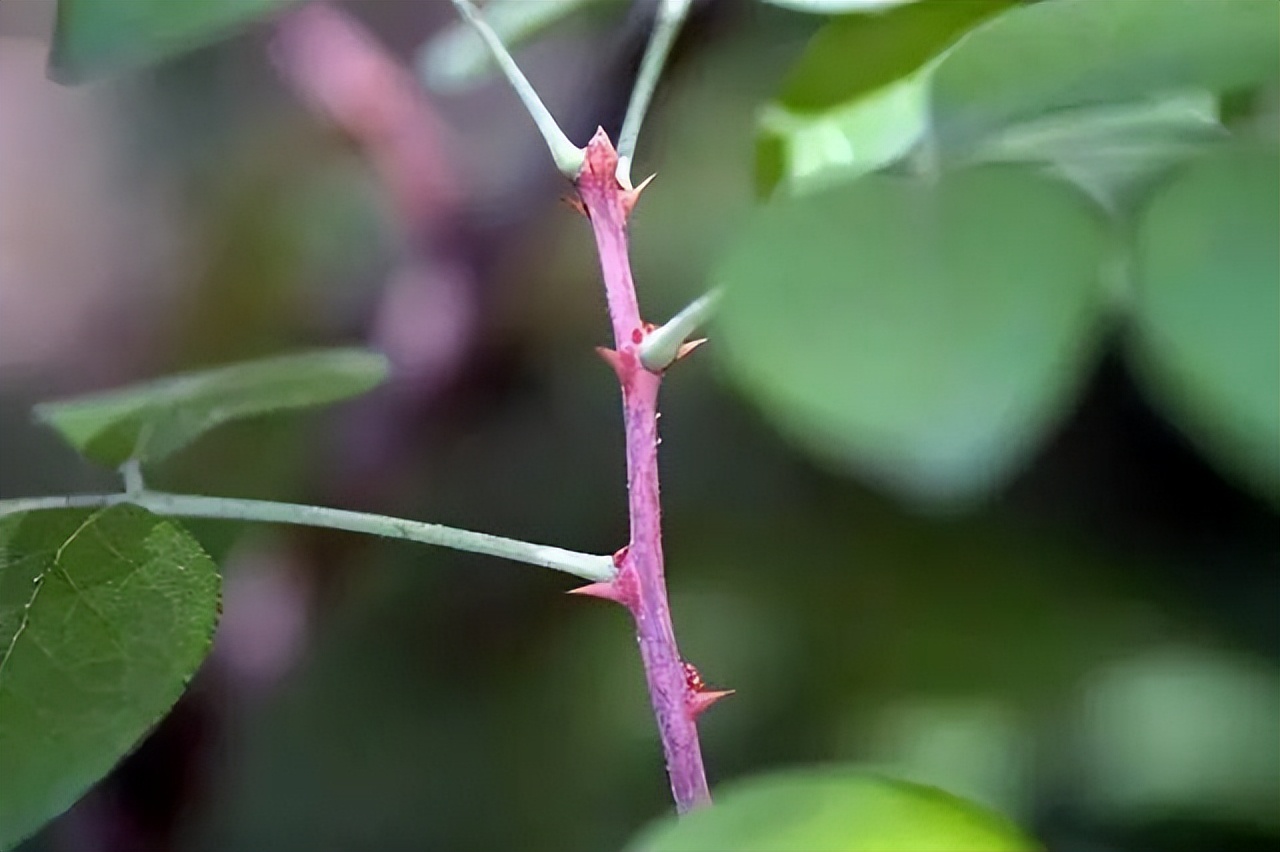 北方槐树今夏为什么玩了命地开花？花有毒，千万别吃