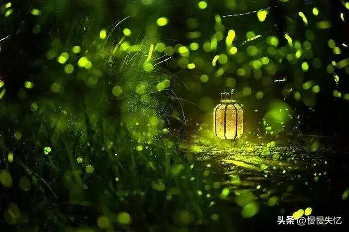 描写萤火虫的著名诗句,萤火虫诗句大全