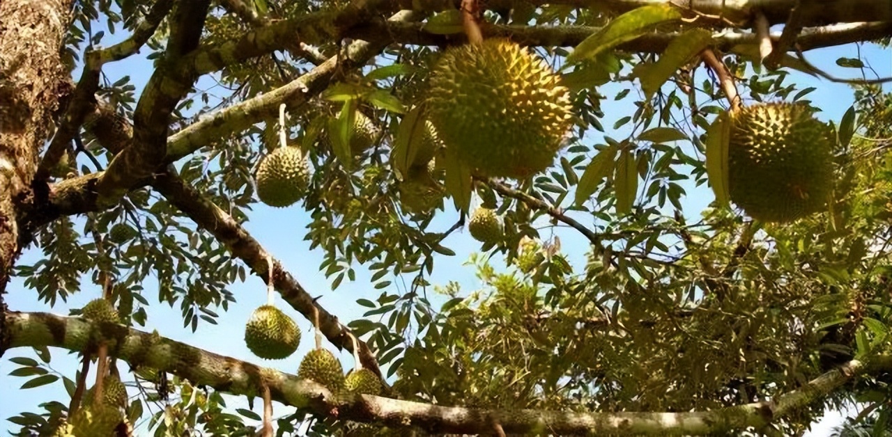 为实现“白菜价榴莲”，中国一直在努力！如今降价了值得高兴吗？