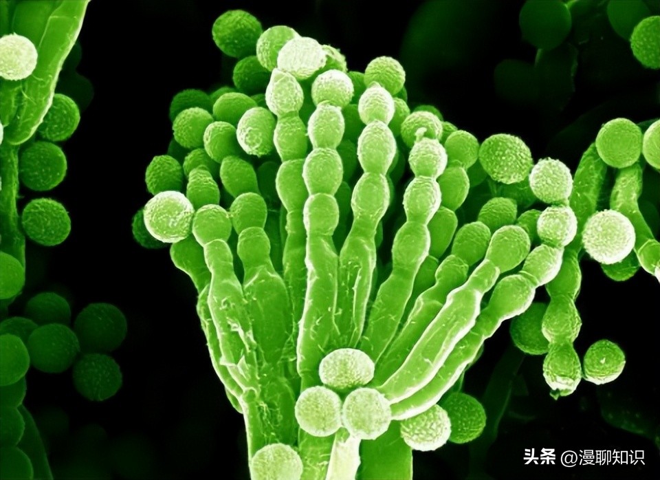 马传染病的传播,马传染性子宫炎