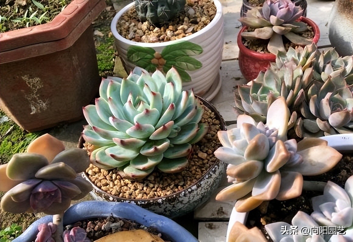 卖多肉的未必会养多肉，主播只负责售卖，管售卖，不管死活