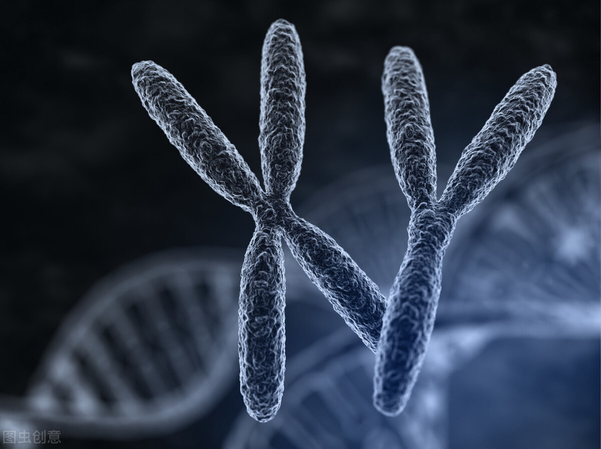 还在相信“生男生女药”?决定孩子性别的是爸爸的精子