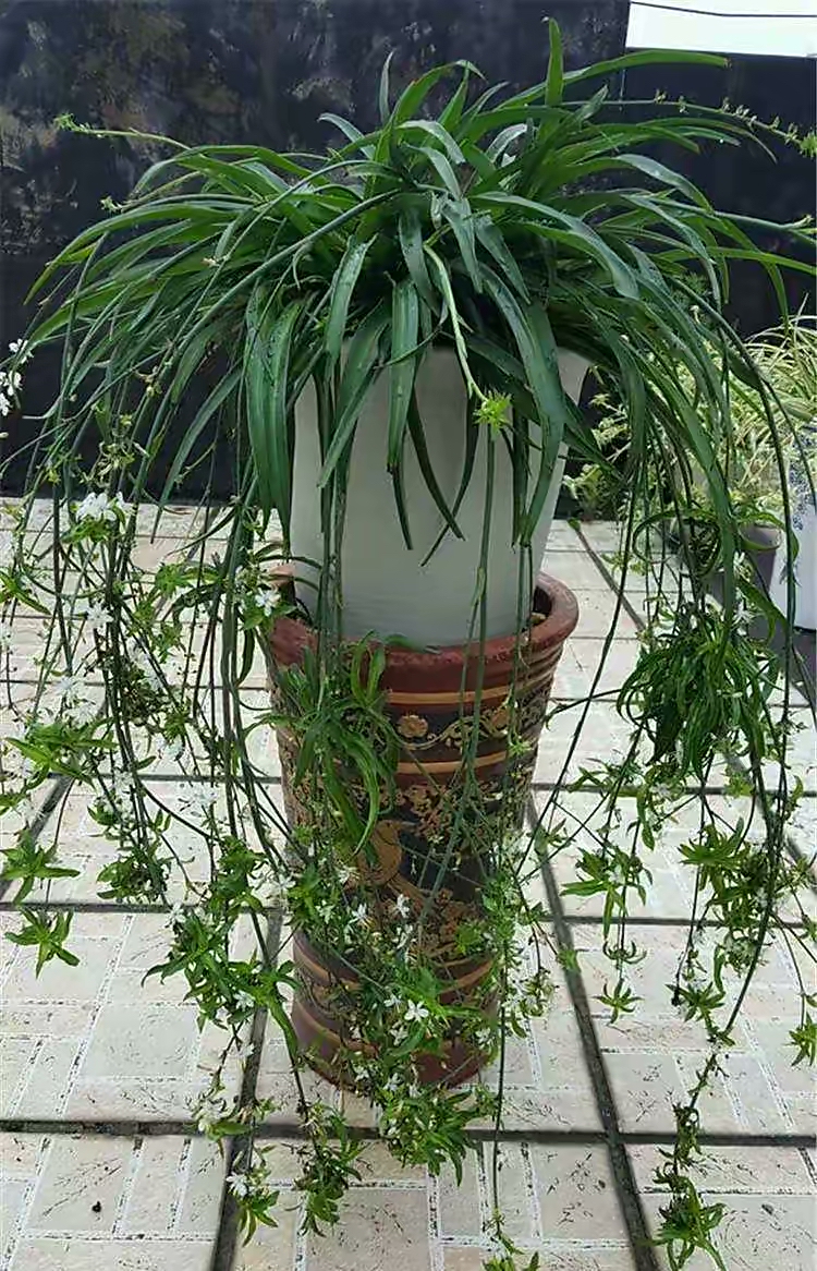 吊兰养活,普通吊兰怎么养才能更旺盛