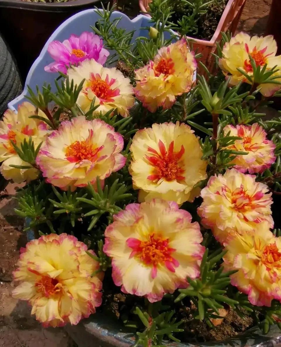 养花大全牡丹花如何养护,4种花好养又漂亮比牡丹美