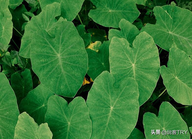 一道适合男女老少吃的广西美食,广西特产开胃下饭菜