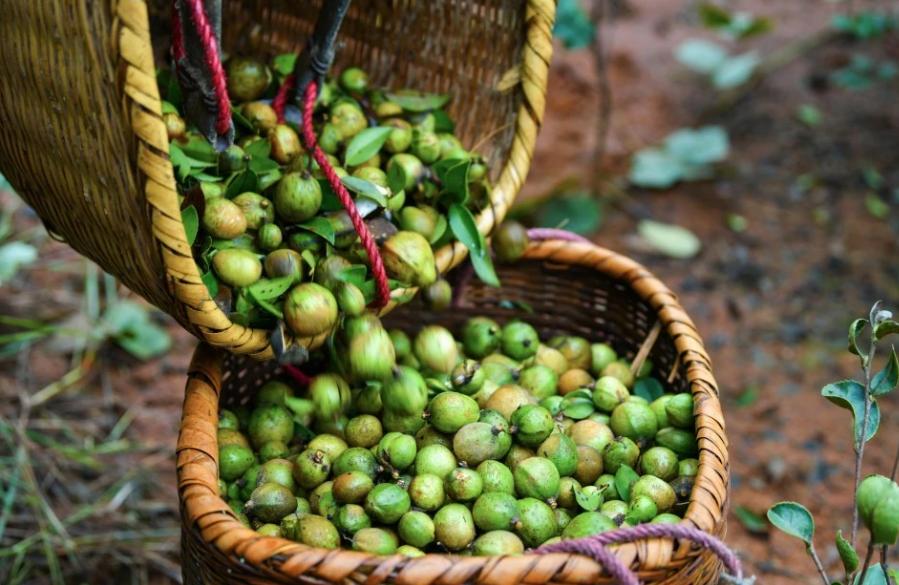 2023农村发展什么项目好,农村发展有潜力的项目有哪些