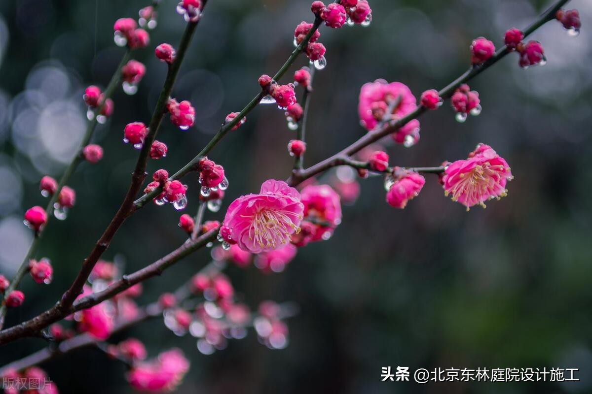 雨天怎么给植物光照,下雨天如何帮植物挡雨