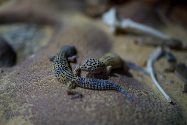 永泰青梅花开全部视频,永泰青梅丰收季节