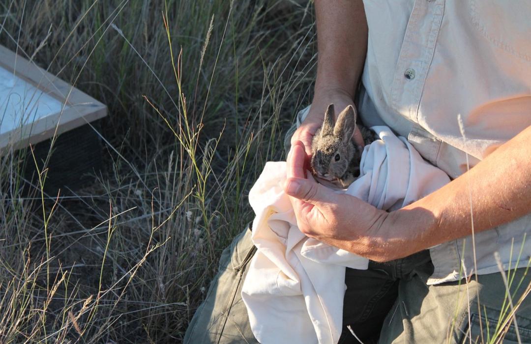 兔年聊兔:如何拯救濒危物种侏儒兔？学界正开展“基因拯救”行动