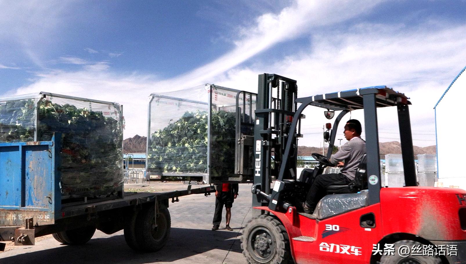 三抓三促春季造林,三抓三促七里河