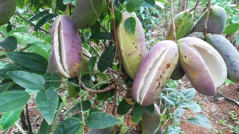 盘点农村常见的几种野果子,常见的21种野果子