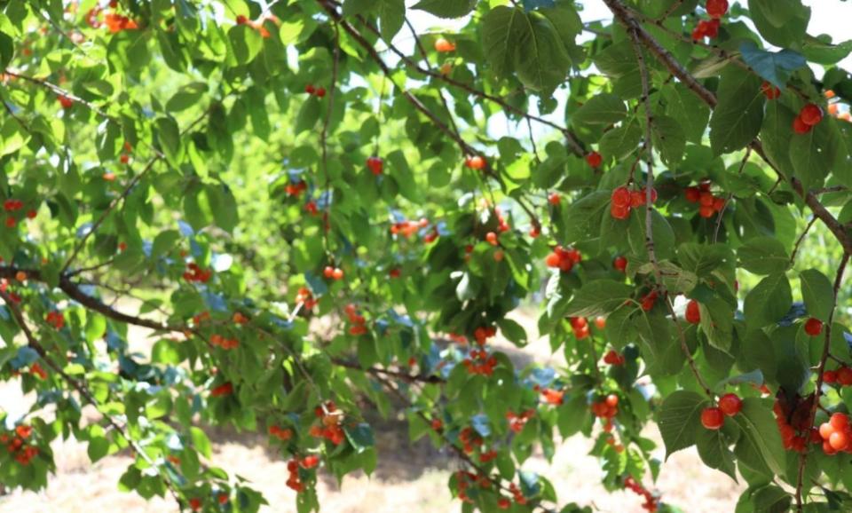 昆明清明节旅游攻略一日游路线,清明昆明周边有什么玩的