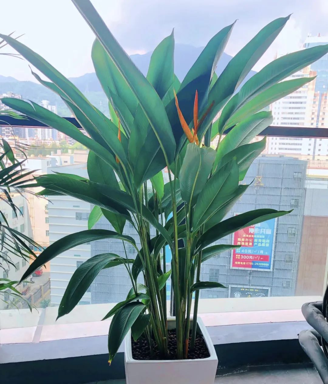 富贵花的摆放位置图片,客厅里面养什么花不需要见阳光